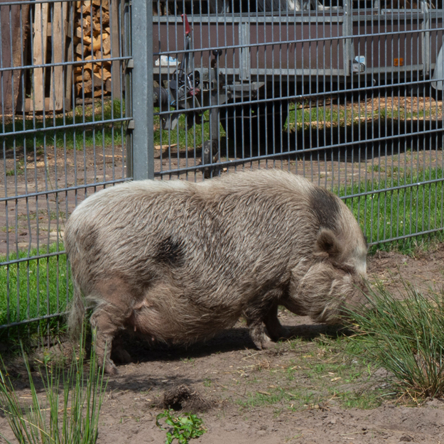 dieren Natuurboerderij Lindehoeve