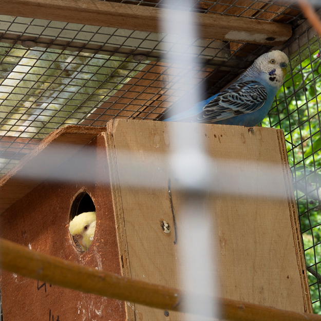 dieren Natuurboerderij Lindehoeve