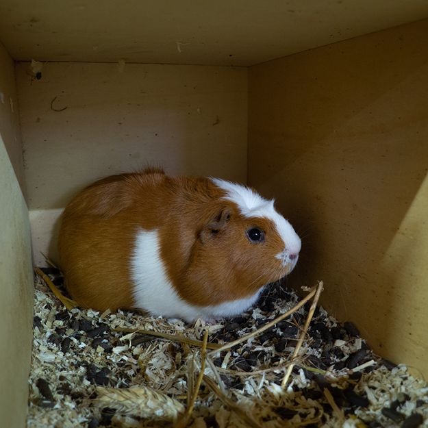 dieren Natuurboerderij Lindehoeve