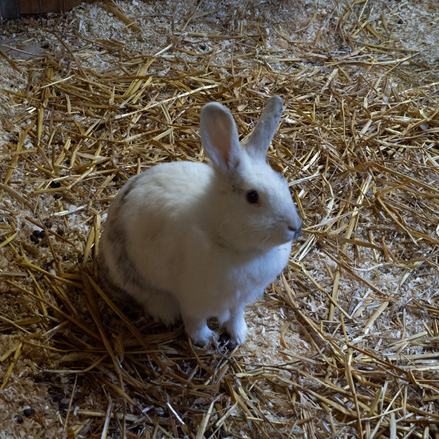 dieren Natuurboerderij Lindehoeve