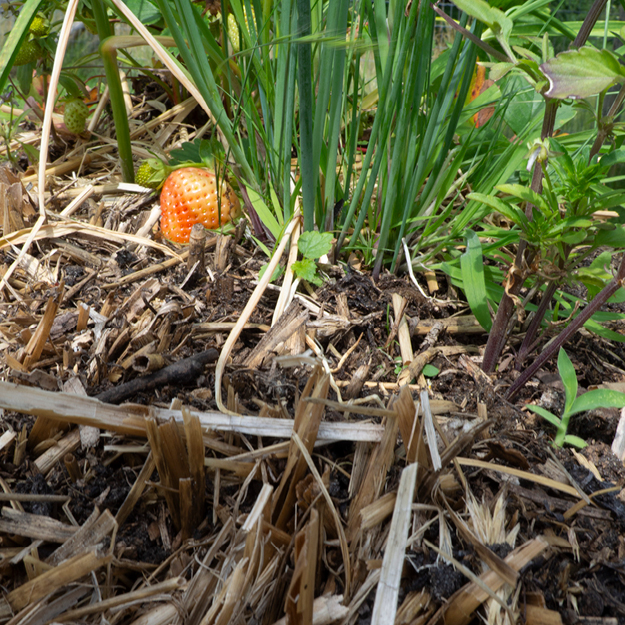 Natuurboerderij Lindehoeve Dalfsen strobaaltuintje
