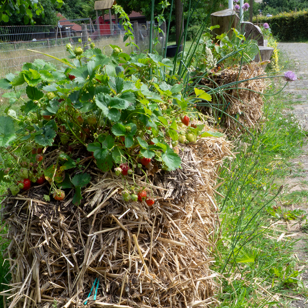 Natuurboerderij Lindehoeve Dalfsen strobaaltuintje
