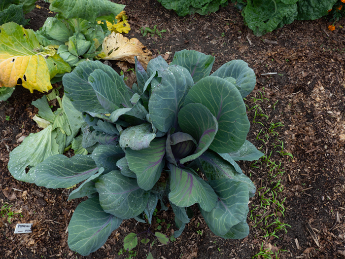 moestuin Natuurboerderij Dalfsen